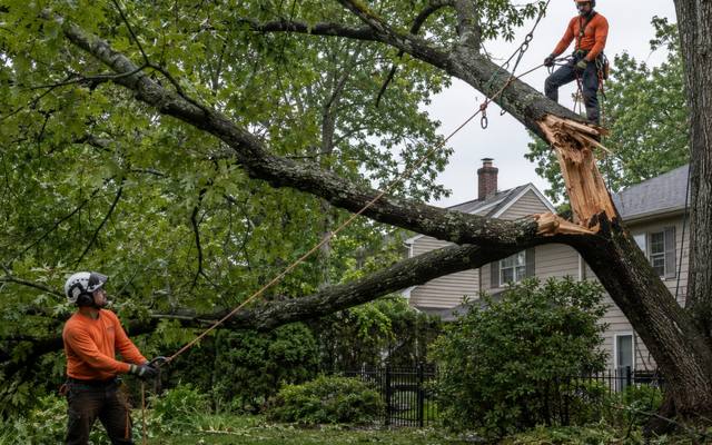 Storm-thrown tree resting across the roof of a detached garage