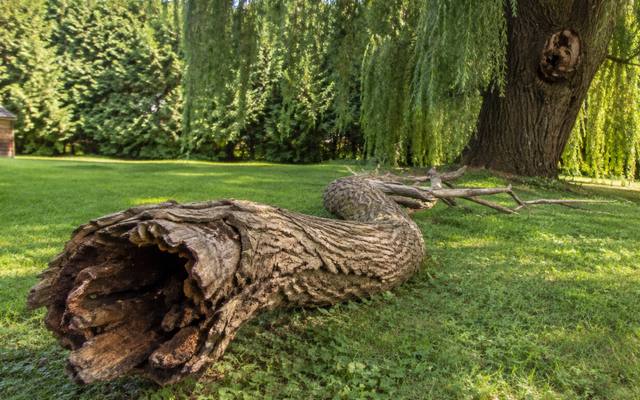 Split limb hanging off a trunk over an open lawn